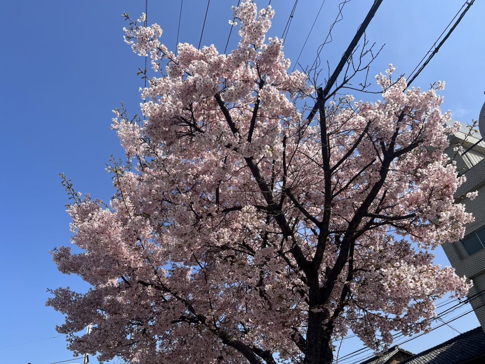 春の桜も　あなたと見たい　あなたと居たい