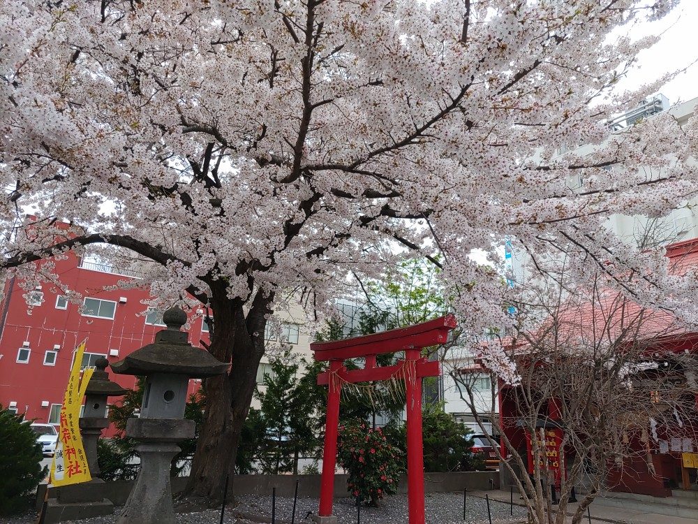 桜を見るかい？(カワサキ ZX-25R STD)