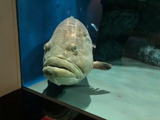 おもしろい魚