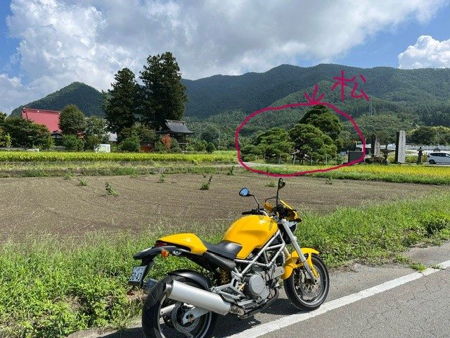 遠照寺の松 