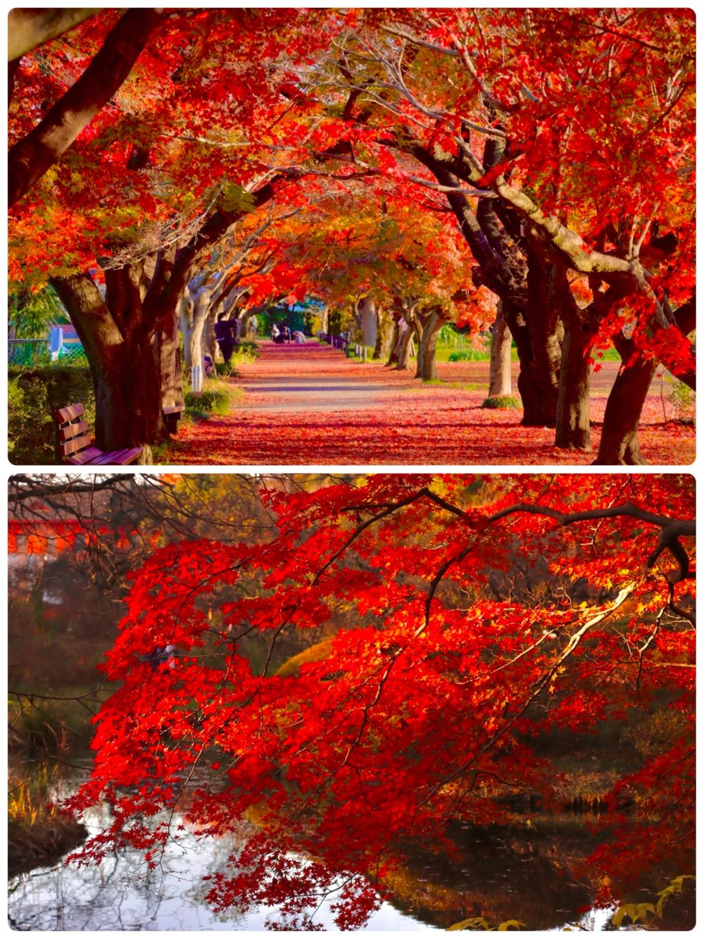 小石川植物園