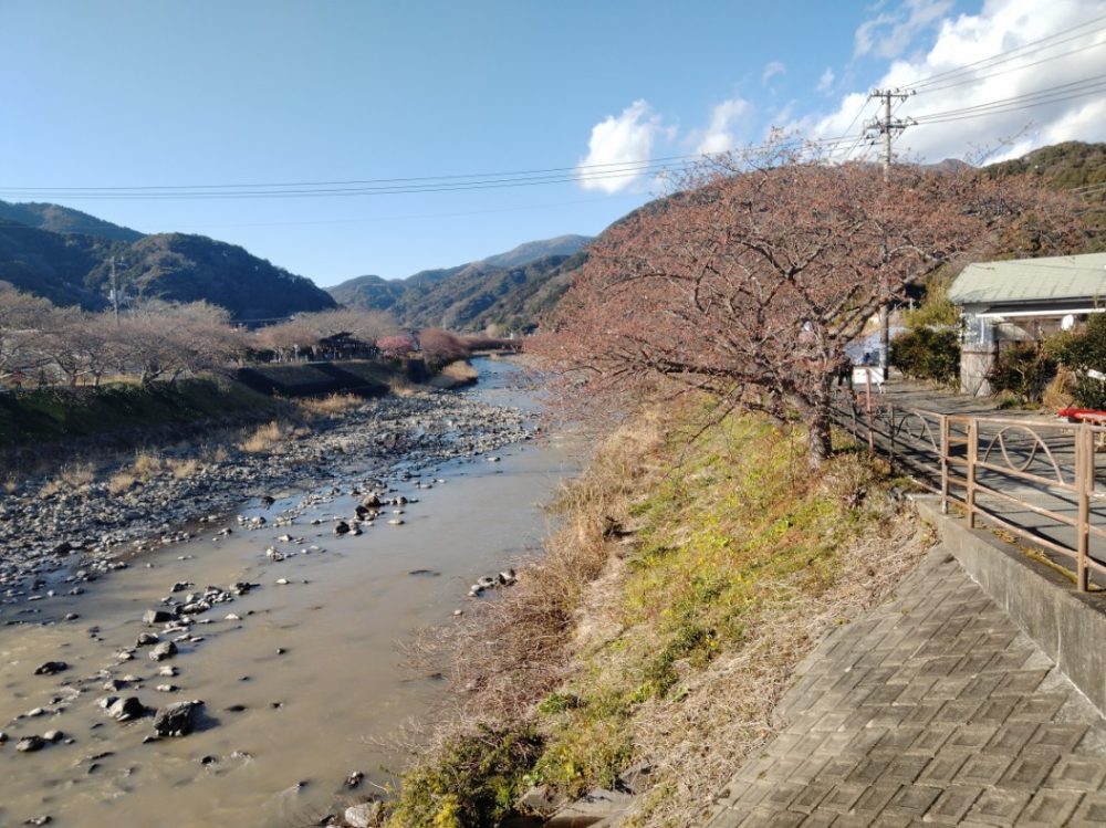 河津桜その2