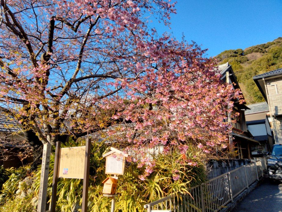 満開の河津桜をもとめて(カワサキ NINJA650)